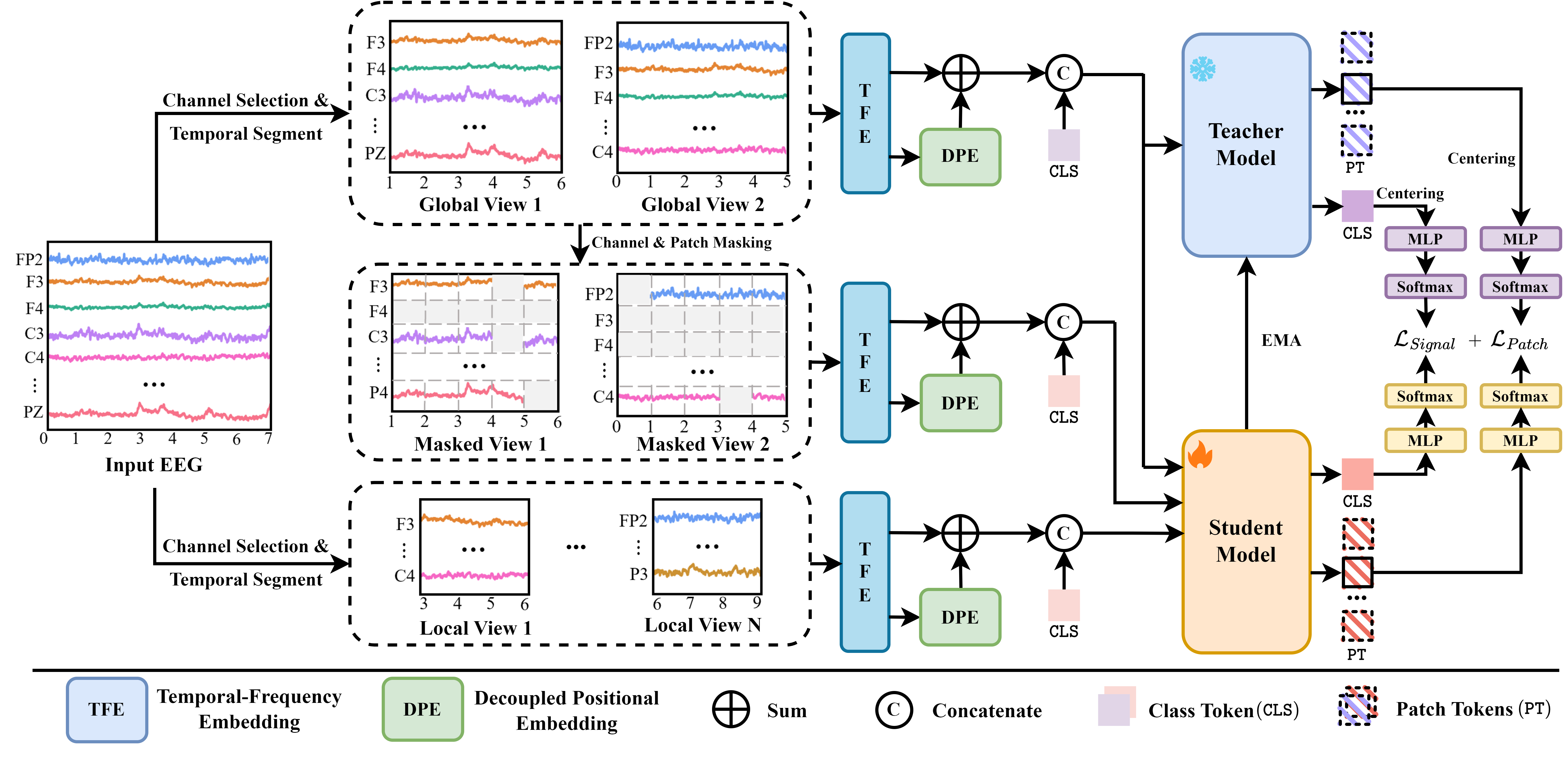 EEG-DINO Architecture